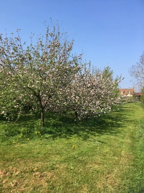 The orchard at Berryfields in blossom