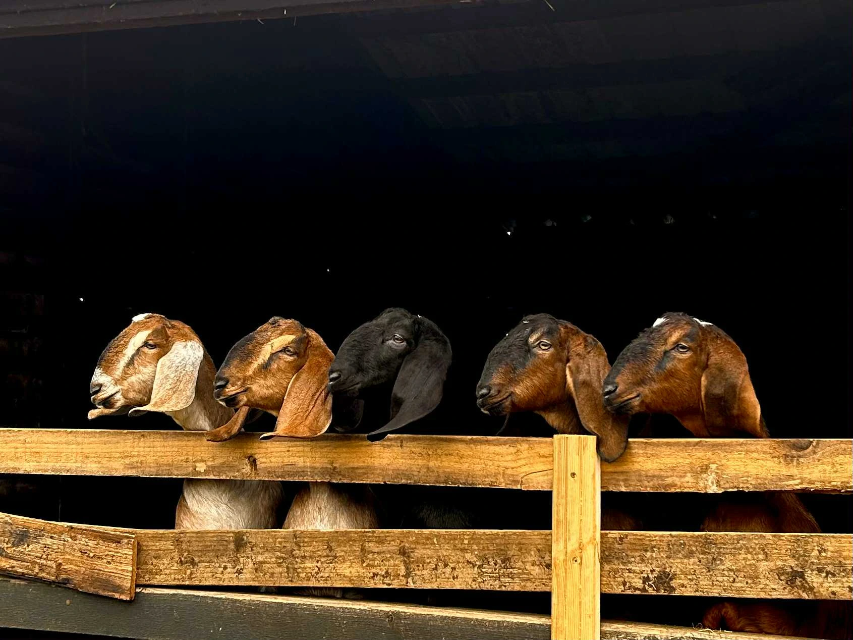 Goats lined up along the fence in the barn